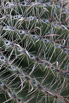 Images Dated 6th May 2007: Arizona Barrel Cactus Close up of spines Saguaro National Park, Arizona