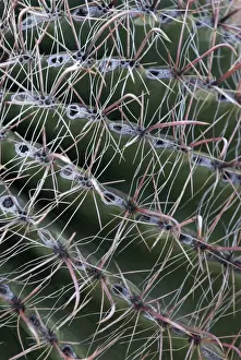 Barrel Prints: Arizona Barrel Cactus Close up of spines Saguaro National Park, Arizona