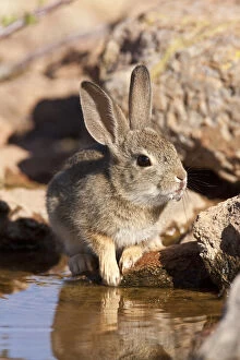 Bunny Gallery: Arizona Cottontail Rabbit, Sylvilagus audubonii