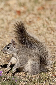 Arizona Gray Squirrel, Sciurus arizonensis