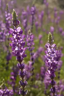 Arizona Lupine - spring - Anza Borrego Desert State Park - California - USA
