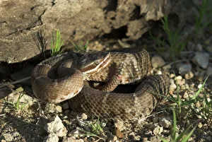 Rattlesnakes Collection: Arizona Ridge-nosed Rattlesnake. Side view with rattle raised.Arizona, USA