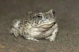 Images Dated 27th April 2007: Arizona Toad [subspecies of Southwestern Toad] Arizona