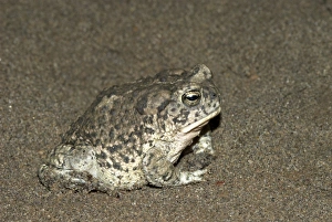 Images Dated 27th April 2007: Arizona Toad [This is a subspecies Southwestern Toad] Side view, Arizona