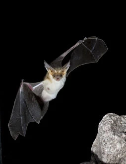 Images Dated 29th November 2010: Arizona, USA, Pallid Bat, Antrozous pallidus