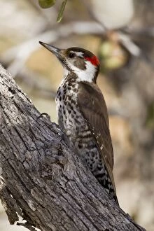 Images Dated 18th March 2010: Arizona Woodpecker - (formerly known as Strictland's Woodpecker)