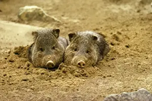 Arizonia Collared Peccary - in bed