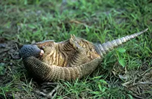 Armadillo