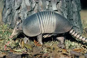 Armadillo - Louisiana - Body-tail and top of head covered with horny material - Lives in woodland-brushy areas-rock outcrops and cliffs - Feeds mainly on insects and other small invertebrates