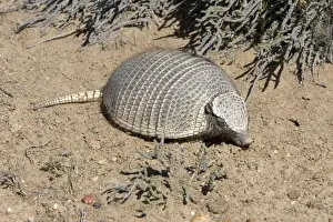 Armadillo / Pichi Distribution: Argentina: from Mendoza to Strait of Magellan; Chile: from Aconcagua region to Strait of Magellan Photographed in Patagonia, Argentina