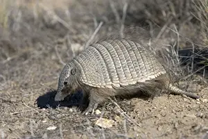Armadillo / Pichi Distribution: Argentina: from Mendoza to Strait of Magellan; Chile: from Aconcagua region to Strait of Magellan Photographed in Patagonia, Argentina