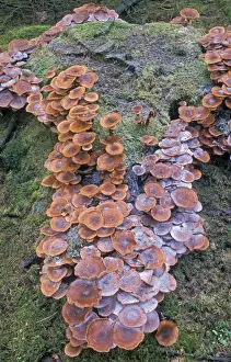 Fungus Prints: Armillaria ostoyae Fungi - The netherlands, Overijssel, forest Staphorst