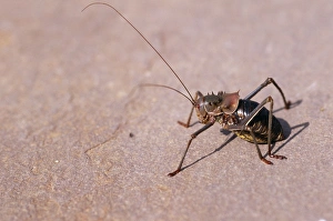 Images Dated 19th July 2005: Armoured Ground Cricket Namibia, Africa