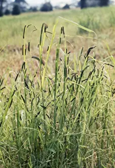 Armyworm - pest of graminaceous crops