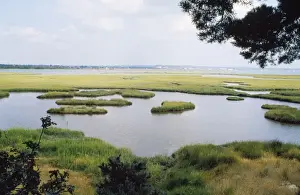 Heaths Prints: Arne Nature Reserve (RSPB) - Dorset UK