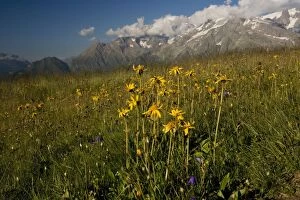 Images Dated 5th August 2007: Arnica (Arnica montana) with Mont Blanc, (Highest mountain in Europe (4807 metres)), in background