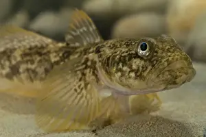 Goby Prints: Arno Goby Fish - adult male - Central Italy