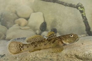 Images Dated 25th September 2009: Arno Goby Fish - adult male - Central Italy