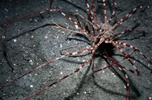 Arrow Crabs - a courting couple found on sand in 30 meters of water. Note that the male is holding the females leg with his right claw. Papua New Guinea