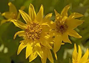 Native American Prints: Arrow-leaved Balsam-root
