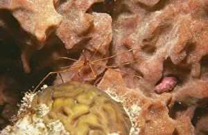 Images Dated 3rd September 2009: Arrow / Long-nosed Coral Crab Caribbean
