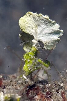 Arrowhead Crab using attached Halimeda algae as camouflage