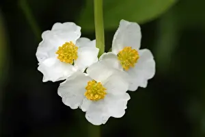 Arrowhead - flowers of plant growing in garden pond, Lower Saxony, Germany