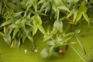 Water Plant Prints: Arrowheads in ditch (Sagittaria sagittifolia). Stour valley, Dorset