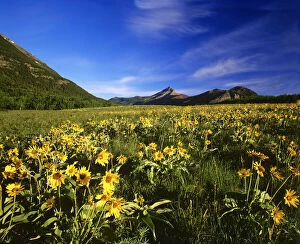 Arrowleaf balsamroot covers the praire with