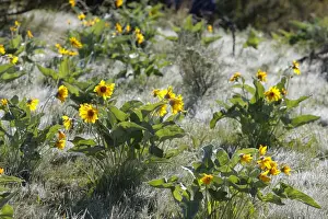 Balsamroot Prints: Arrowleaf Balsamroot. Montana - USA