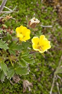 Artic Gallery: Artic Cinquefoil - growing on damp hill side