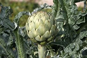 Images Dated 19th October 2007: Artichoke