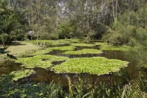 Images Dated 15th February 2006: Artificial wetland - Pond with Lilies - created at Haller Park at Bamburi Cement near Mombasa, Kenya