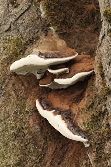 Images Dated 14th October 2011: Artist's Fungus - Autumn - Cornwall - UK