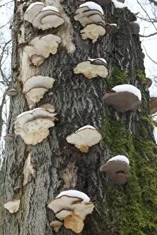 Artists Fungus - coverd in snow, on beech tree