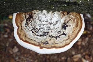 Images Dated 6th October 2009: Artist's Fungus - growing on dead beech tree stem