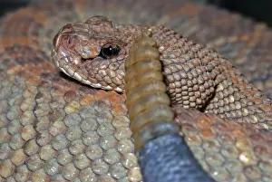 Rattles Prints: Aruba Island Rattlesnake - Caribbean island of Aruba lies off the coast of Venezuela