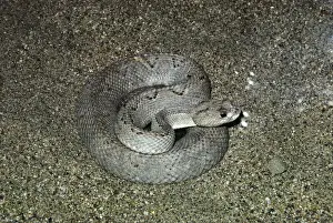 Coiled Prints: Aruba Island Rattlesnake - coiled