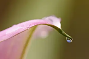 Present Idea Prints: Arum - Close up showing rain drop cultivated species Bedfordshire UK 002
