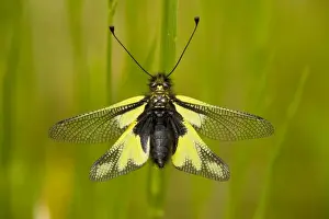 An Ascalaphid (Libelloides coccajus) settled in grassland, Dordogne, France