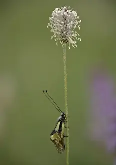 Predatory Prints: Ascalaphid (related to lacewings) roosting on hoary plantain, at dawn. Predatory insect