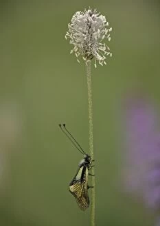 Ascalaphid - at rest on hoary plantain (Plantago media), at dawn. Predatory insect