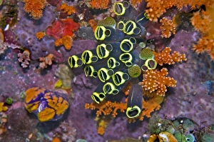 Images Dated 19th October 2008: Ascidians - all ascidians have an incurrent aperture and an out current one