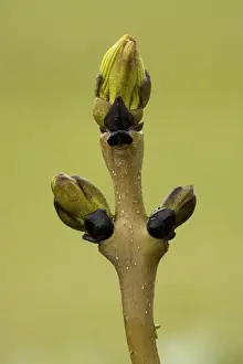 Ashes Prints: Ash (Fraxinus excelsior) twig with buds just breaking. UK