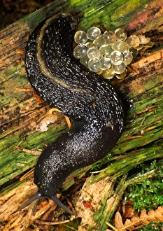 Images Dated 19th October 2004: Ash Grey Slug With batch of eggs Hampshire woodland, UK
