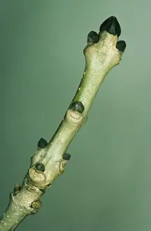 Buds Prints: Ash JLM 5327 Bud Fraxinus excelsior © John Mason / ARDEA LONDON
