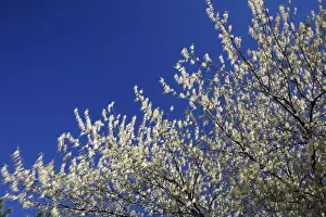 Maples Prints: Ash-Leafed Maple / Box-Elder - in flower, region of Alentejo, Portugal