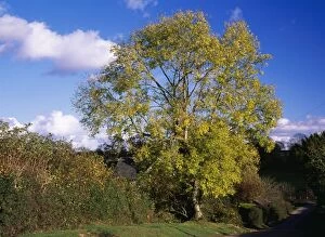 Ash Tree - in autumn colour
