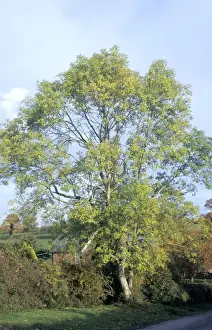 Ash Tree - in Autumn, New Forest, UK