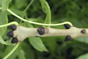 Twigs Prints: Ash Tree - Twig & Buds, Autumn